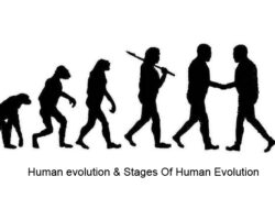Human evolution & Stages Of Human Evolution