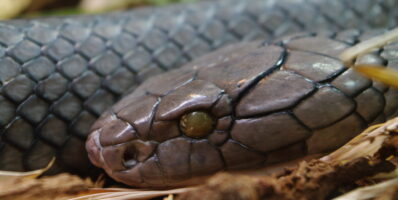 King cobra deadliest snake