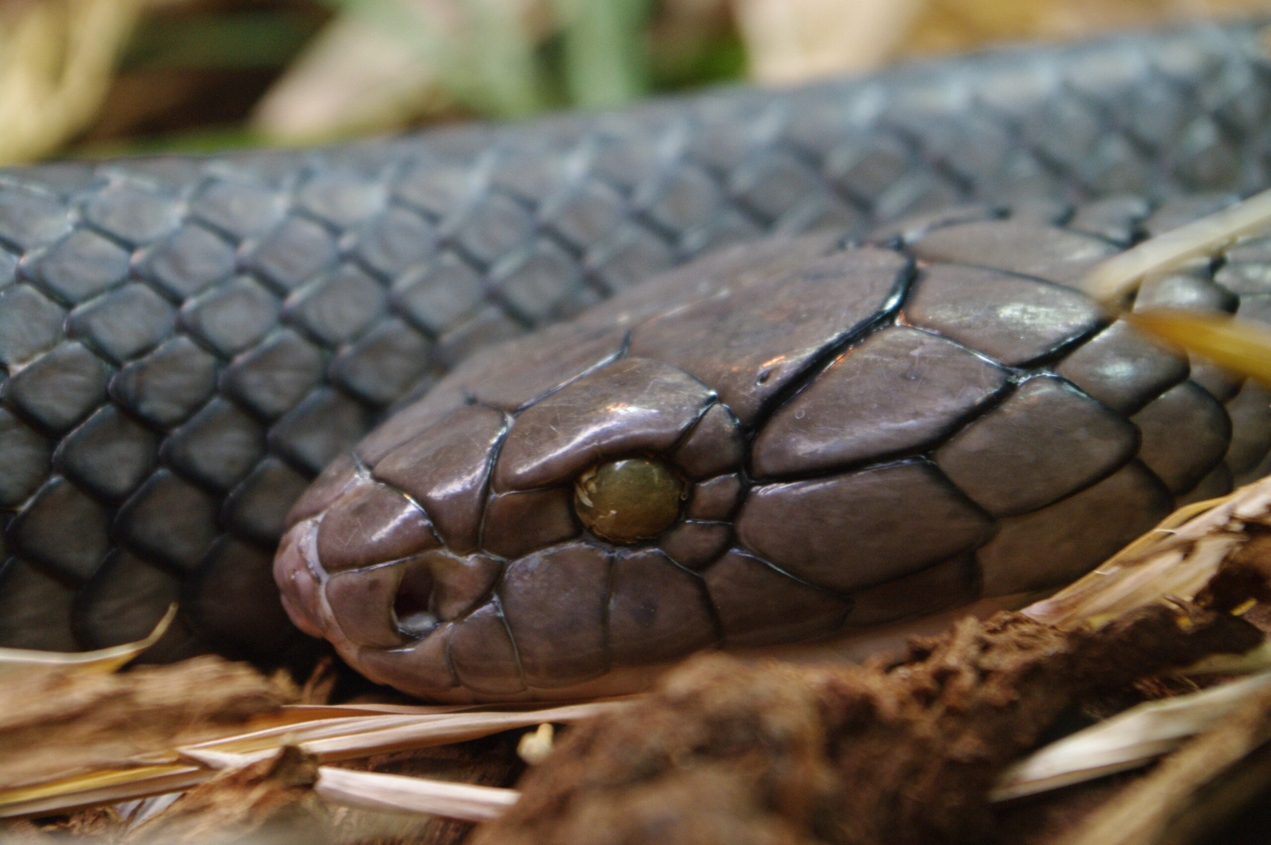 King cobra deadliest snake