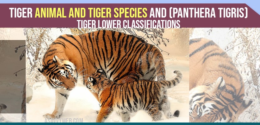 Tiger Animal and Tiger Species and (Panthera Tigris) Tiger Lower Classifications