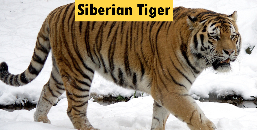 Characteristics of Siberian Tiger Classification: Reproduction and Life  Span and Its Habitat - A Savvy Web