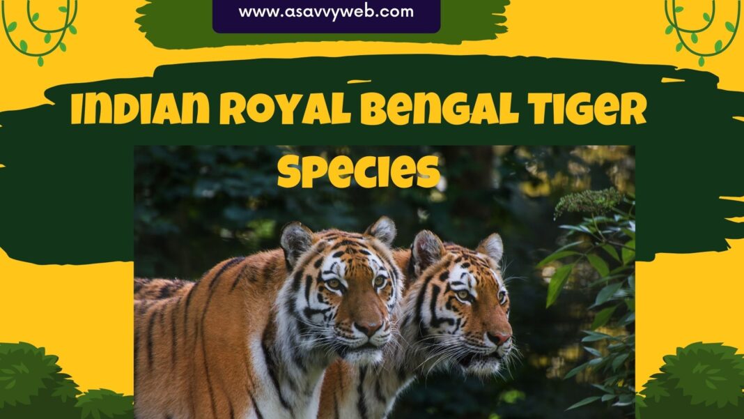 Indian Royal Bengal Tiger Species, Roar, Endangered, Habitat, Diet & Facts: