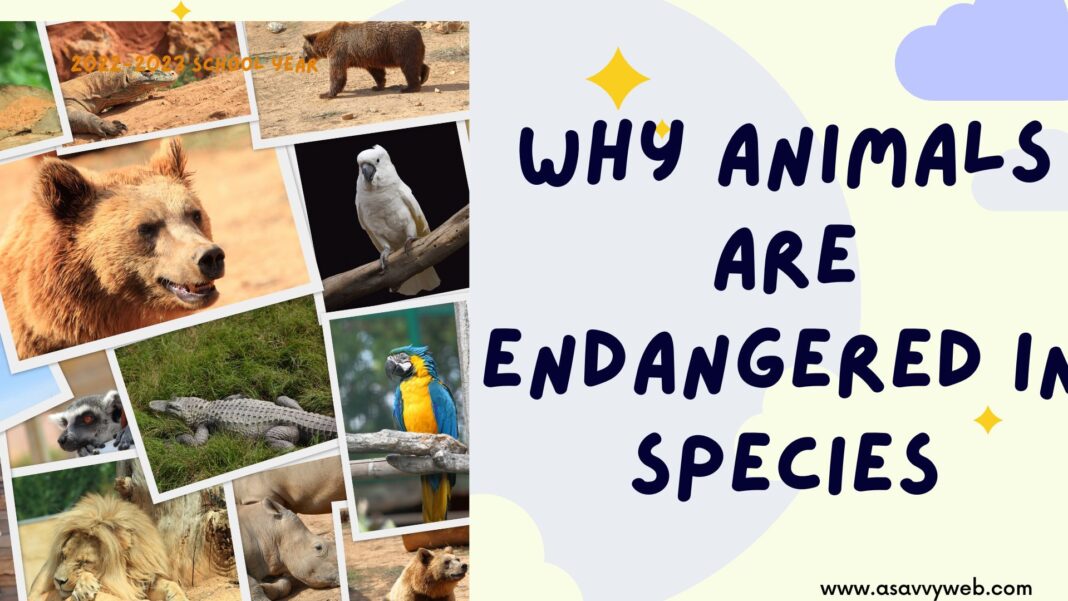 Why Animals are Endangered in Species