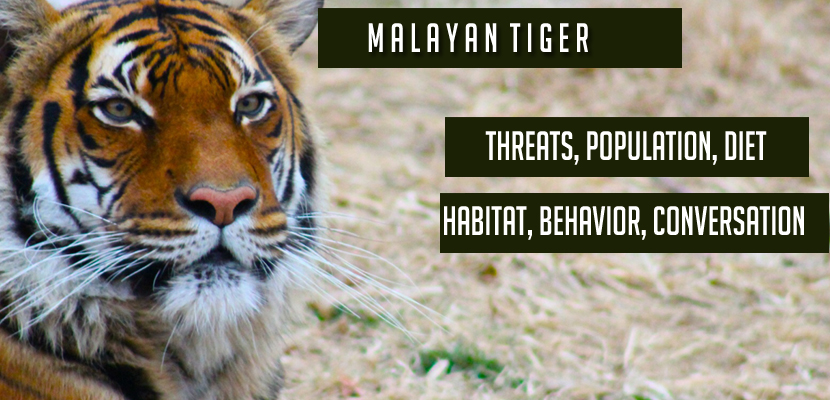 Malayan tiger - Habitat, Behavior, Conversation, Threats, Population, Diet