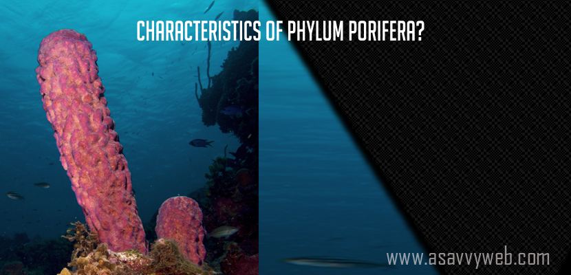 Characteristics of Phylum Porifera