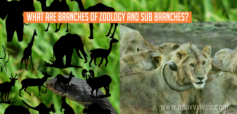 What are Branches of Zoology and Sub-Branches-list