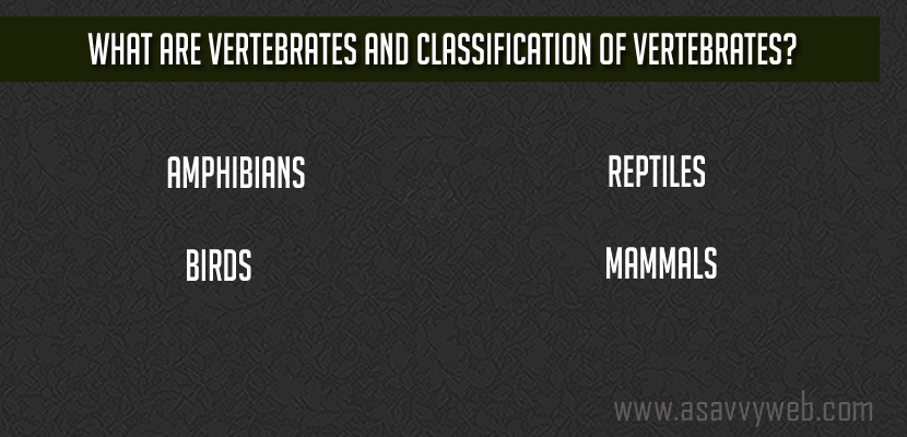 What are Vertebrates and Classification of Vertebrates