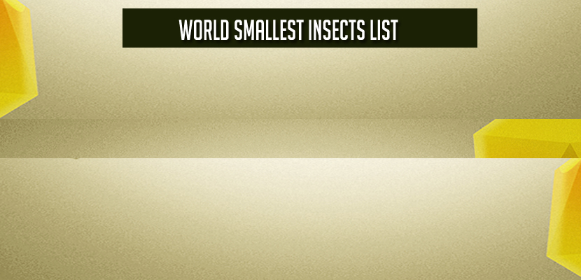 World Smallest Insects List