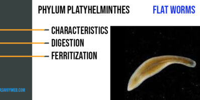 Phylum Platyhelminthes Characteristics, Digestion, Ferritization
