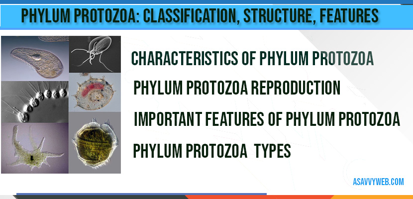 Phylum Protozoa-characteristics-types-classification-shape-reproduction