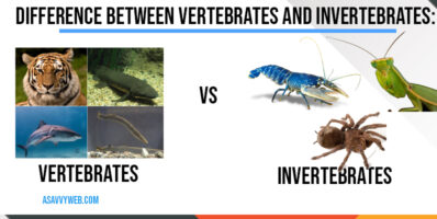 difference-between-vertibrates-vs-invertibrates