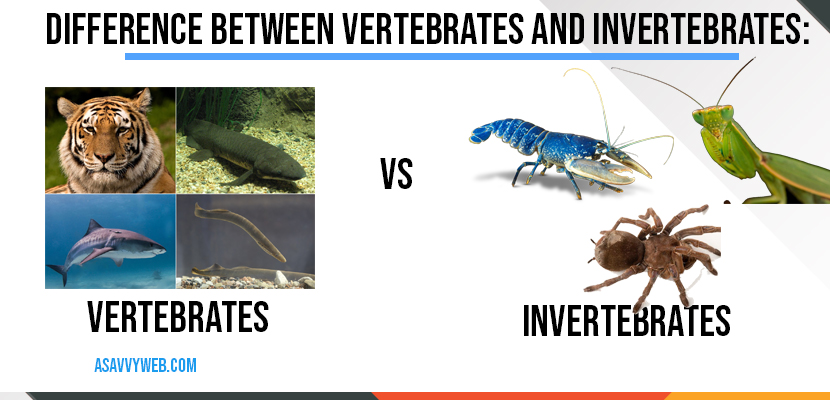 difference-between-vertibrates-vs-invertibrates