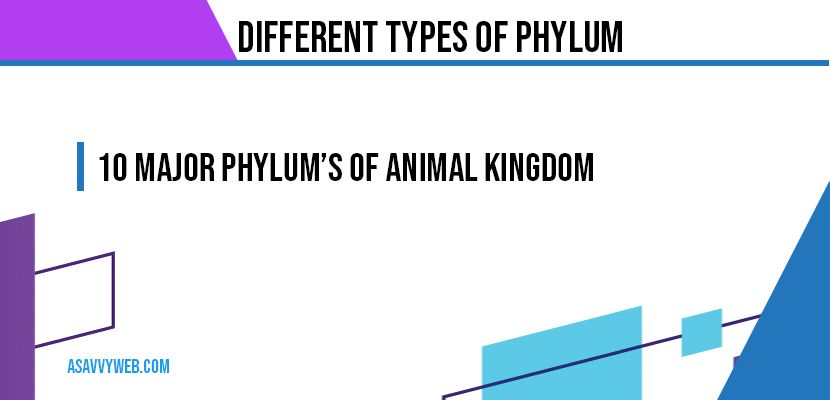 Different Types of Phylum and Characteristics, Classes - A Savvy Web