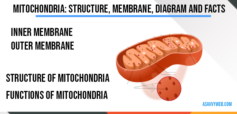mitochondria-structure-membrane-diagram-and-facts
