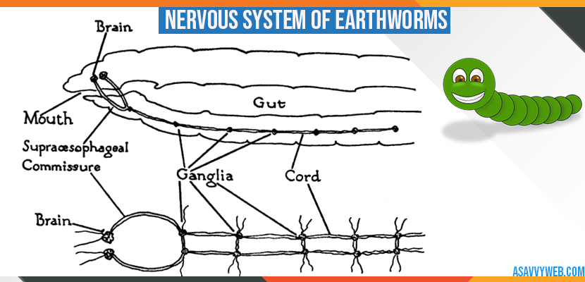 nervous-system-of-earth-warm