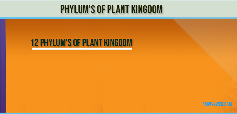 phylums-of-plant-kingdom