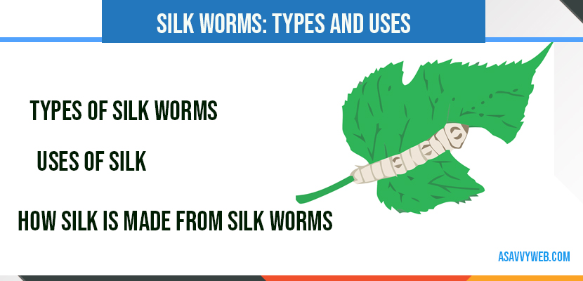 silkworms-uses-and-types