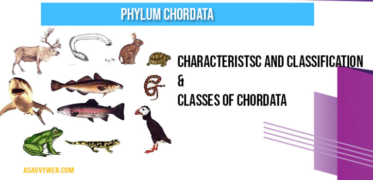 Phylum Chordata Characteristics And Classification A Savvy Web