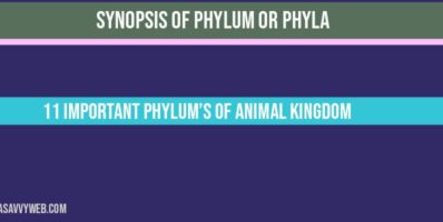 Overview of Phylum or Phyla 11 Important phylum’s of Animal Kingdom