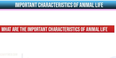 What are the Important characteristics of Animal Life