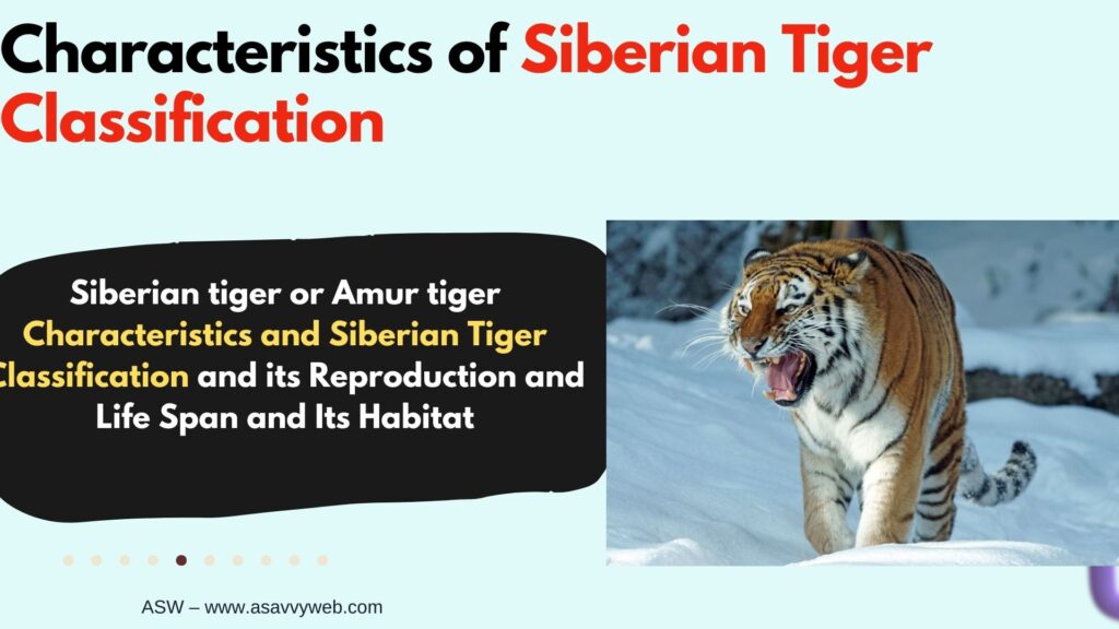 Characteristics of siberian tiger