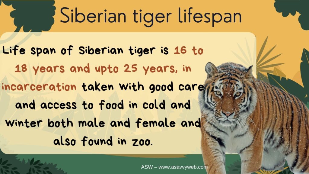 life span of siberian tiger